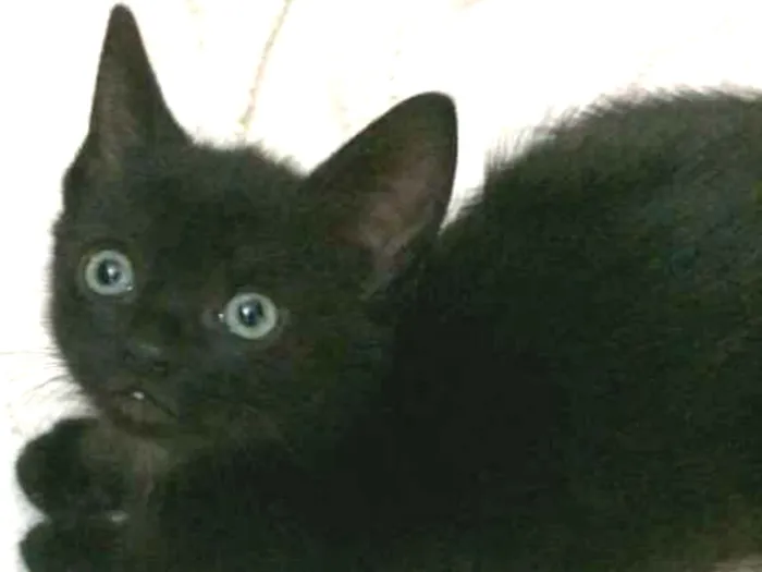 Gato ra a srd idade 2 a 6 meses nome Chico, Pandor