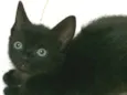 Chico, Pandor