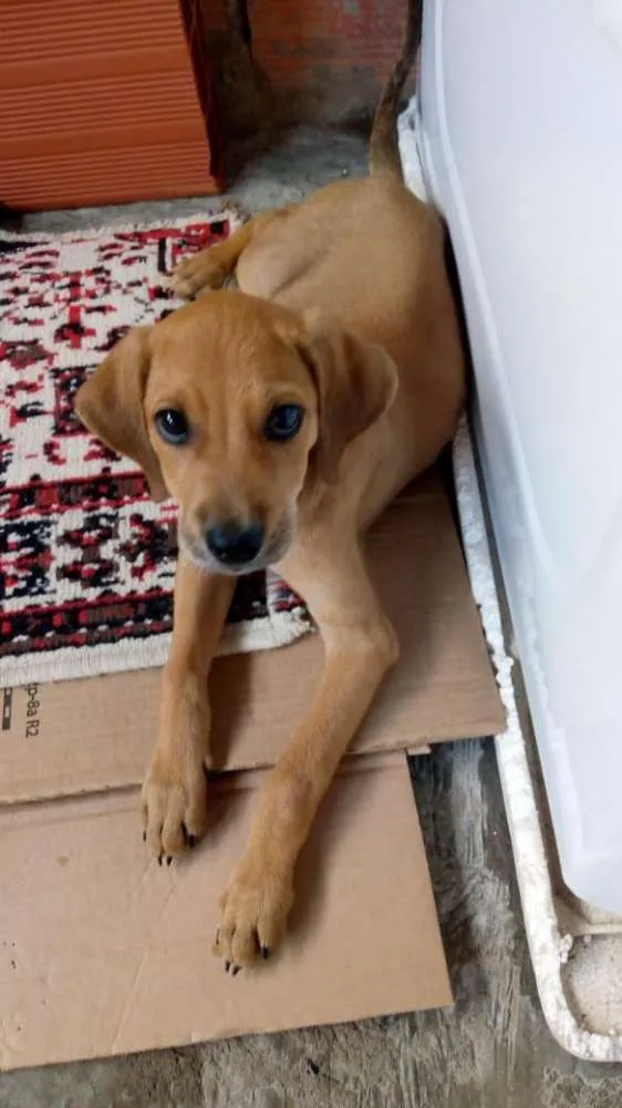 Cachorro raça Labrador com pudu idade 2 a 6 meses nome Feijão