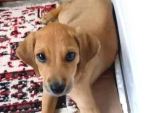Cachorro raça Labrador com pudu idade 2 a 6 meses nome Feijão