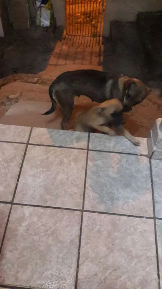 Cachorro ra a  idade 2 anos nome Lili