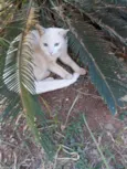 Floquinho