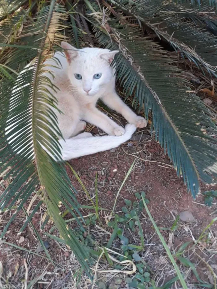 Gato ra a Sem raça definida  idade 7 a 11 meses nome Floquinho