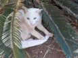 Floquinho