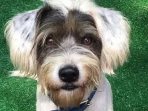 Cachorro raça  idade 3 anos nome Panda