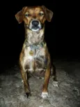 Panky