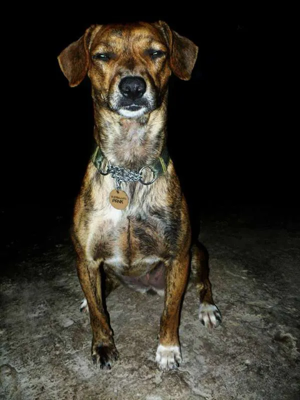 Cachorro raça SRD idade 6 ou mais anos nome Panky