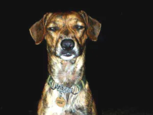 Cachorro raça SRD idade 6 ou mais anos nome Panky