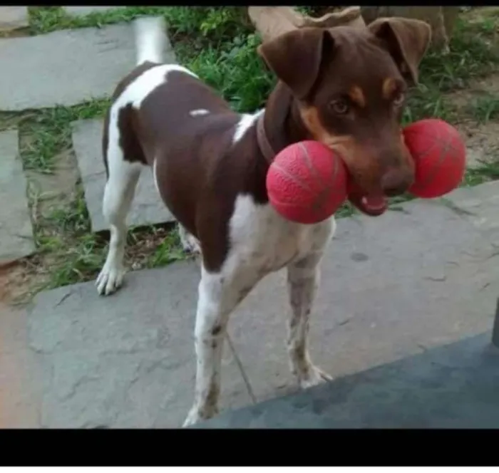 Cachorro ra a Fox paulistinha  idade 4 anos nome Sapeca