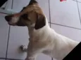 Megui