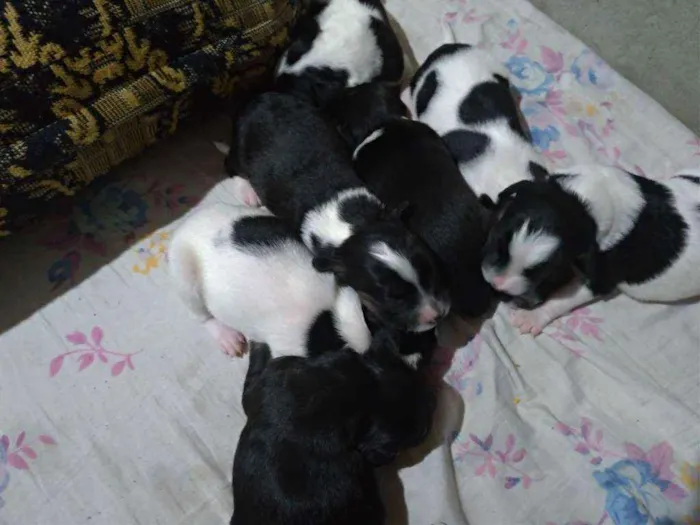 Cachorro ra a Vira lata idade Abaixo de 2 meses nome Sem nome filhotes