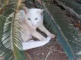 Floquinho