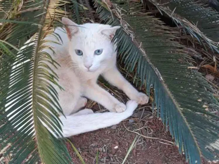 Gato ra a Sem raça definida  idade 7 a 11 meses nome Floquinho