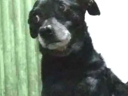 Cachorro raça Vira lata  idade 7 a 11 meses nome Preto