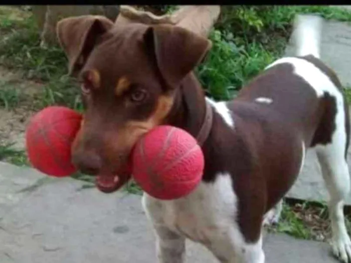 Cachorro ra a Fox paulistinha  idade 4 anos nome Sapeca