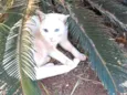 Floquinho
