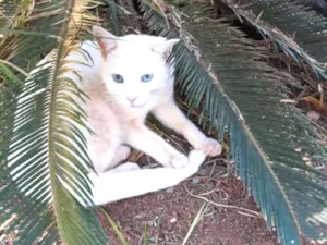 Gato raça Sem raça definida  idade 7 a 11 meses nome Floquinho