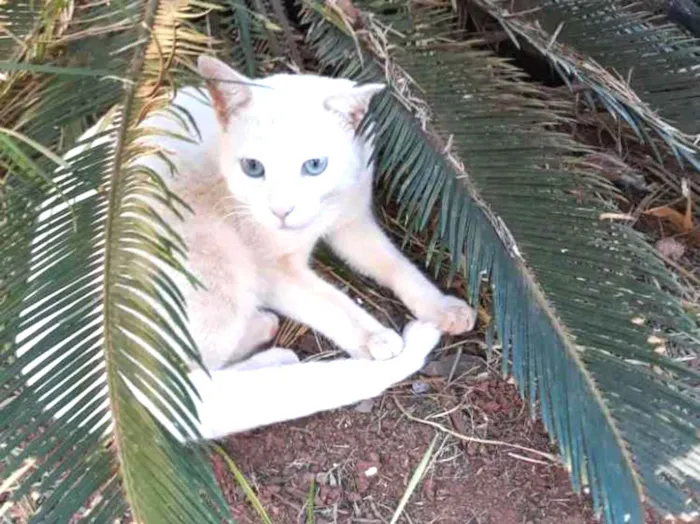 Gato ra a Sem raça definida  idade 7 a 11 meses nome Floquinho