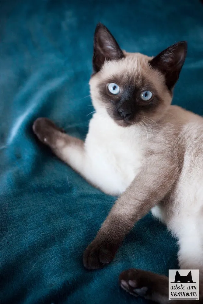 Gato ra a SRD idade 7 a 11 meses nome Pink