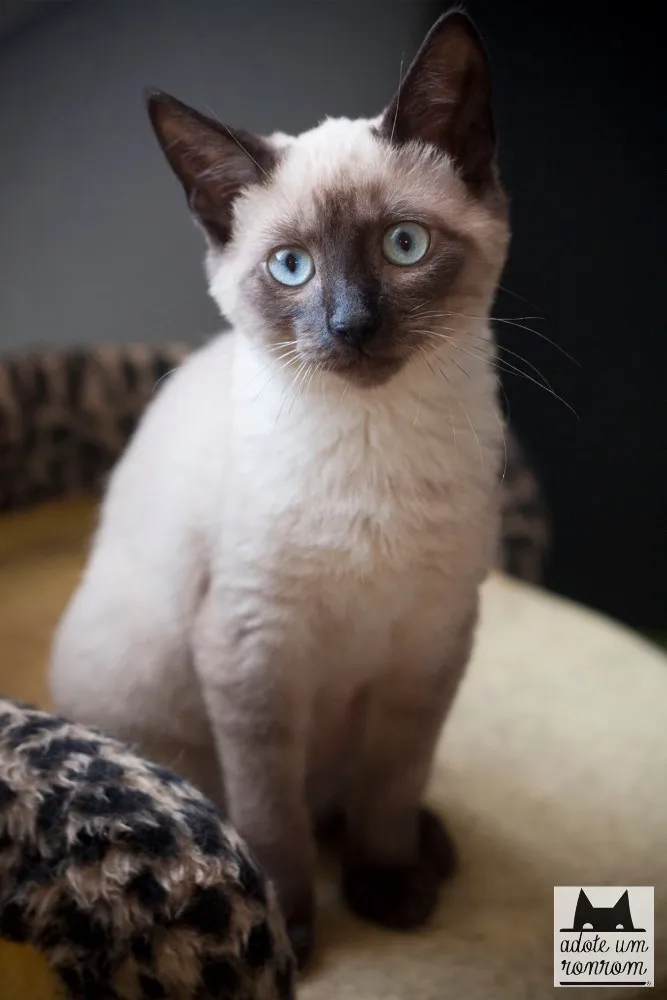 Gato ra a SRD idade 7 a 11 meses nome Floyd