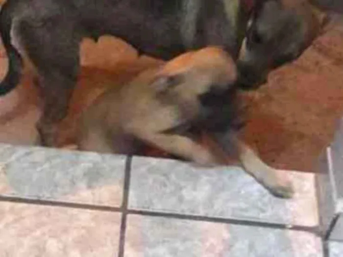 Cachorro ra a  idade 2 anos nome Lili