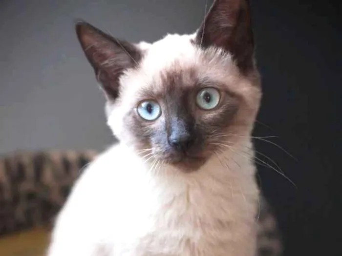 Gato ra a SRD idade 7 a 11 meses nome Floyd