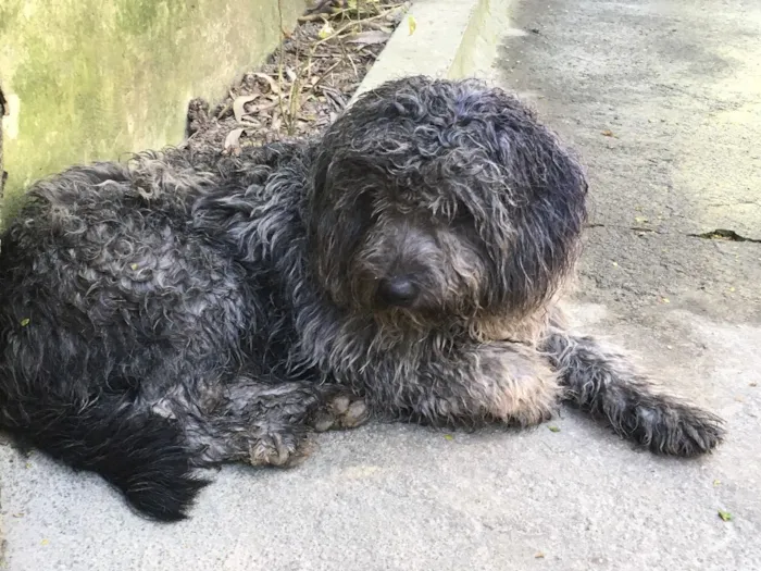 Cachorro ra a Poodle idade 7 a 11 meses nome Pingo