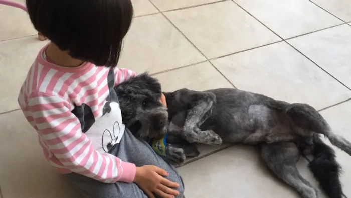Cachorro ra a Poodle idade 7 a 11 meses nome Pingo