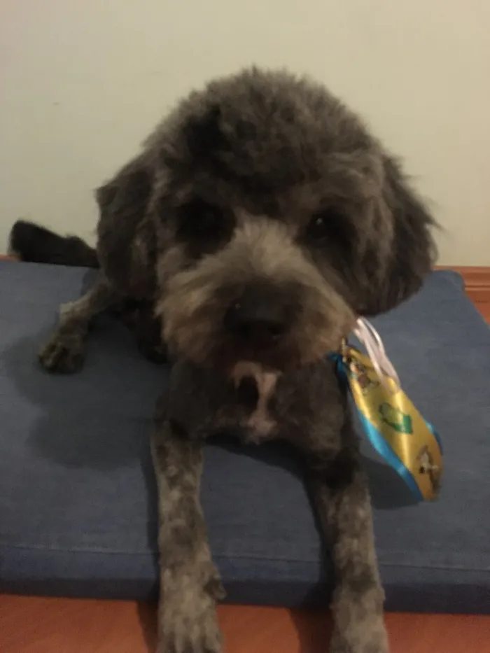 Cachorro ra a Poodle idade 7 a 11 meses nome Pingo