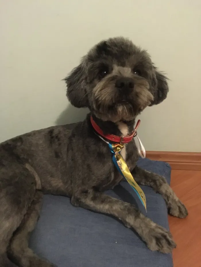 Cachorro ra a Poodle idade 7 a 11 meses nome Pingo