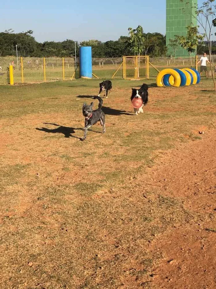 Cachorro ra a Poodle idade 7 a 11 meses nome Pingo