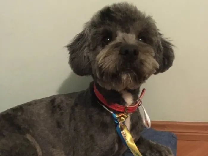 Cachorro ra a Poodle idade 7 a 11 meses nome Pingo