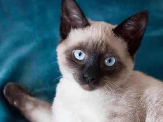 Gato ra a SRD idade 7 a 11 meses nome Pink