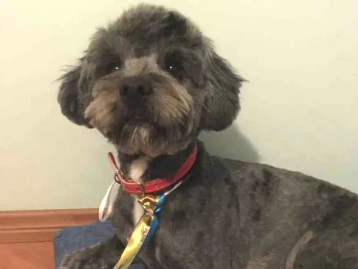 Cachorro ra a Poodle idade 7 a 11 meses nome Pingo