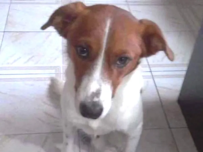 Cachorro ra a SRD idade 1 ano nome RAFA