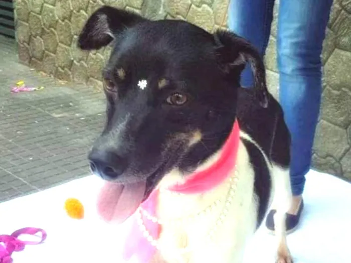 Cachorro ra a SRD idade 3 anos nome ENYA