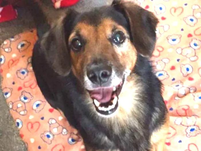 Cachorro ra a SRD idade 6 ou mais anos nome LUPPY