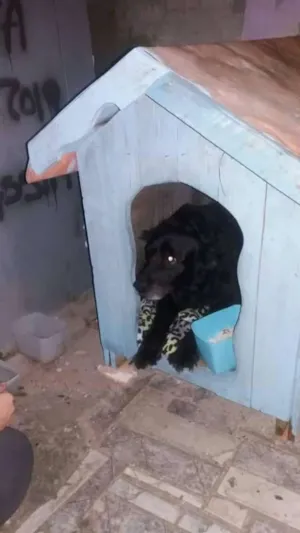 Cachorro raça  idade 5 anos nome Doguinho
