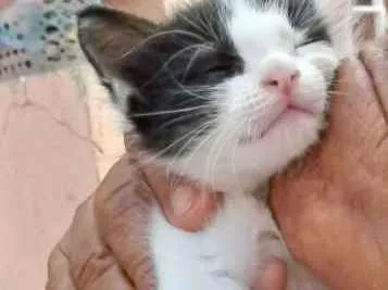 Gato raça  idade Abaixo de 2 meses nome Marias