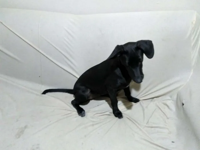 Cachorro raça Srd idade 2 a 6 meses nome Liza