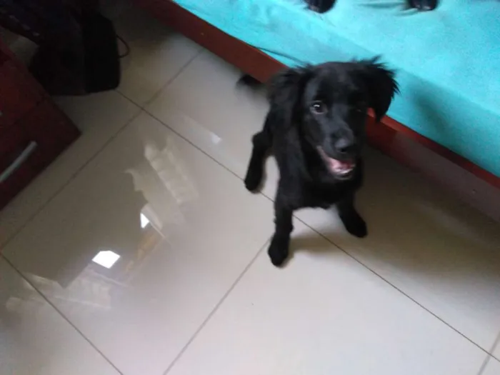 Cachorro raça Srd idade 2 a 6 meses nome Heitor e Rufos