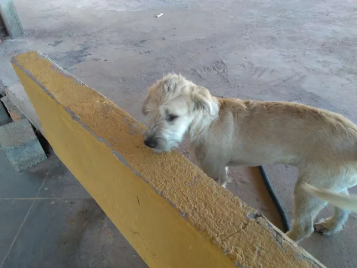 Cachorro raça Srd idade 2 a 6 meses nome Heitor e Rufos