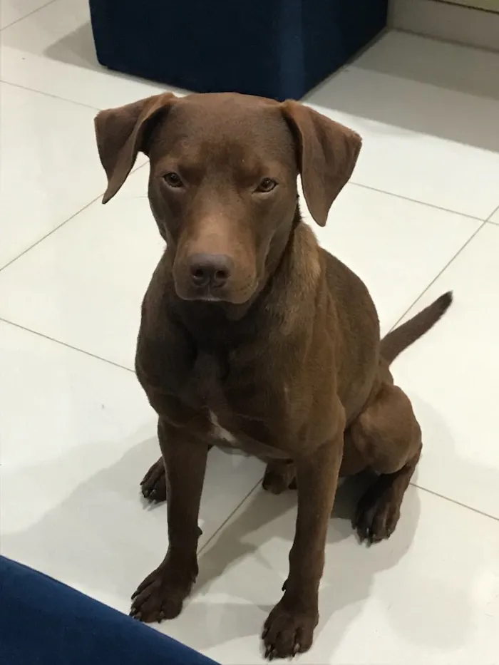 Cachorro ra a Talvez labrador  idade 7 a 11 meses nome Sem nome!