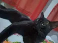 Tigrão 