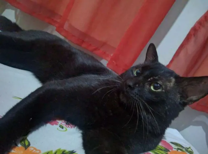 Gato raça indefinido  idade 3 anos nome Tigrão 