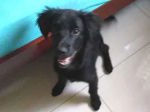 Cachorro raça Srd idade 2 a 6 meses nome Heitor e Rufos