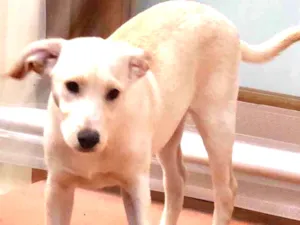 Cachorro raça SRD idade 2 a 6 meses nome Max