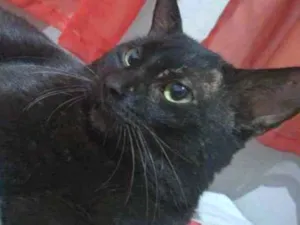 Gato raça indefinido  idade 3 anos nome Tigrão 
