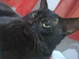 Tigrão