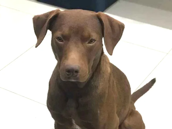 Cachorro ra a Talvez labrador  idade 7 a 11 meses nome Sem nome!